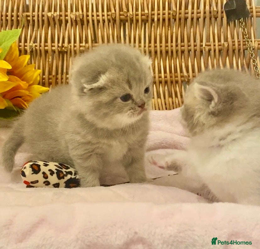 Scottish Fold cats 🧸EXTREMELY RARE TICA FAWN SCOTTISH/BSH 😻🧸 - Advert 3