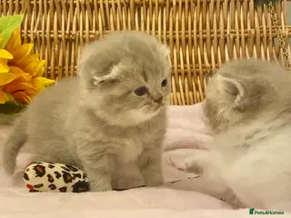Scottish Fold cats 🧸EXTREMELY RARE TICA FAWN SCOTTISH/BSH 😻🧸 - Advert 3