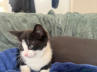 Mixed Breed cats Kittens - Advert 15