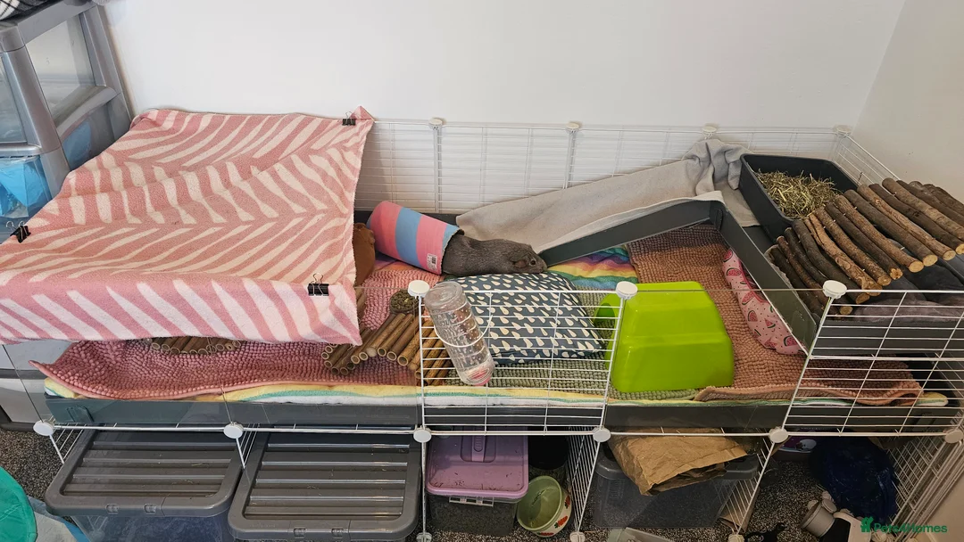 Guinea Pig rodents for sale: 3x female guinea pigs with complete setup  - Advert 1