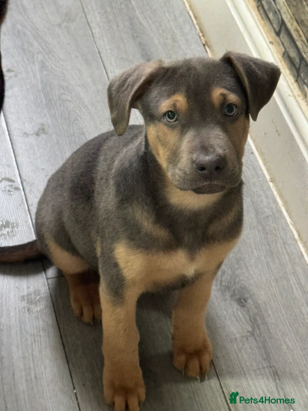 Mixed Breed dogs for sale: German shepherd x American bulldog - Advert 3