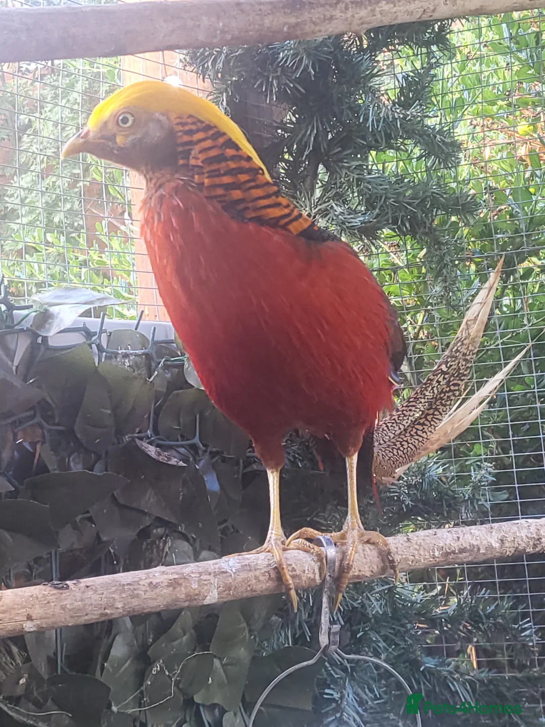 Mixed Breed birds for sale: Pheasants  - Advert 11