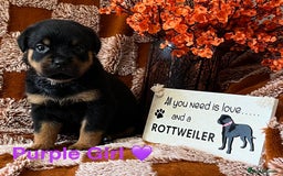 Rottweiler dogs for sale: The best of the best Rottweilers  - Image 28