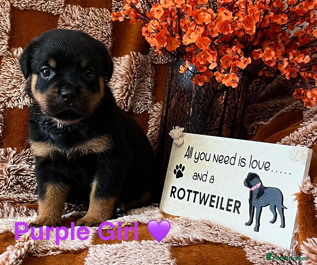 Rottweiler dogs for sale: The best of the best Rottweilers  - Image 28