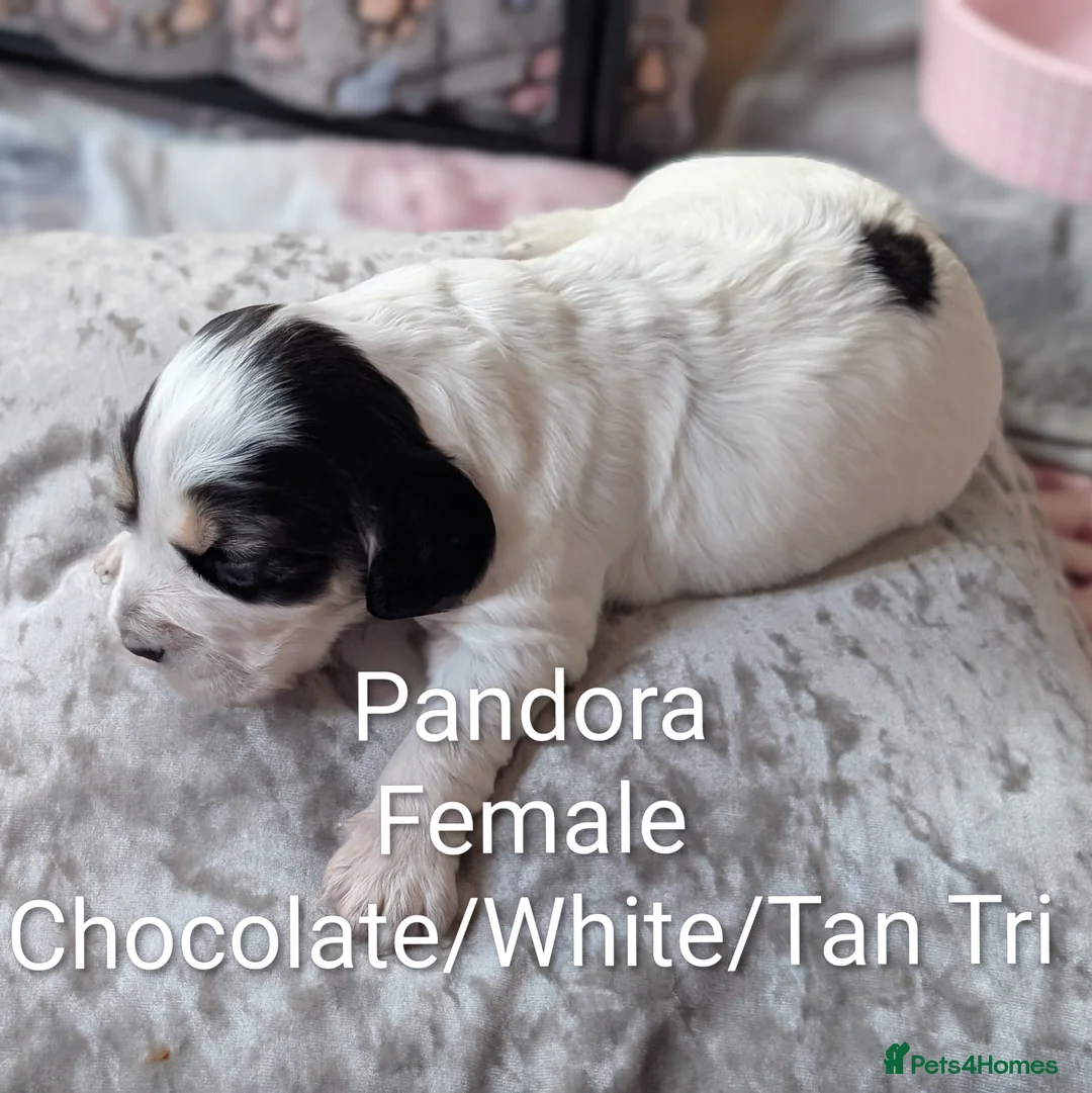 Cocker Spaniel dogs for sale: Beautiful Cocker Spaniel Puppies  - Advert 29