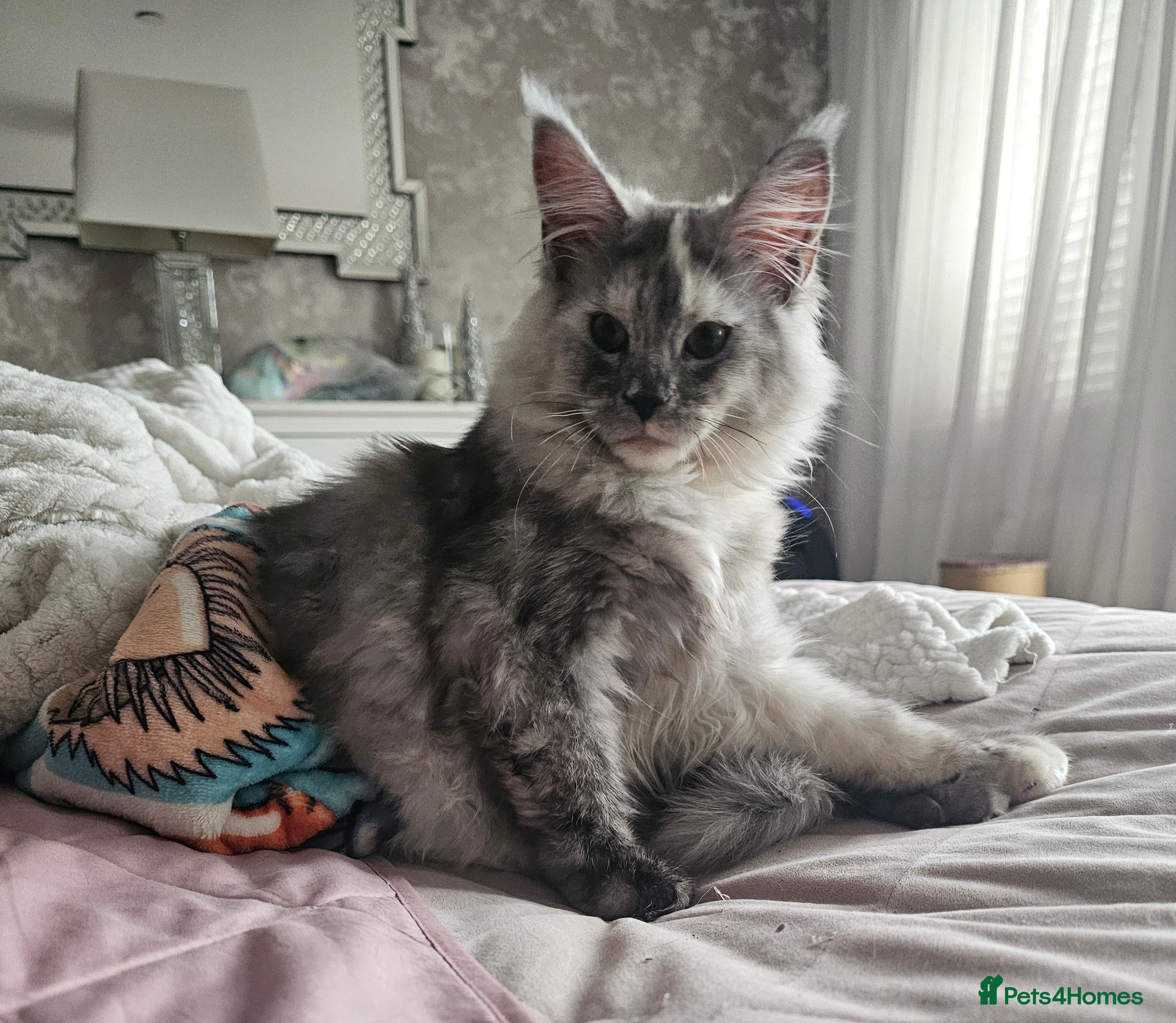 Maine Coon cats Ready to leave female mainecoon - Advert 17