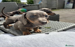 Dachshund dogs for sale: Miniature dachshunds ready now 💗 - Image 24