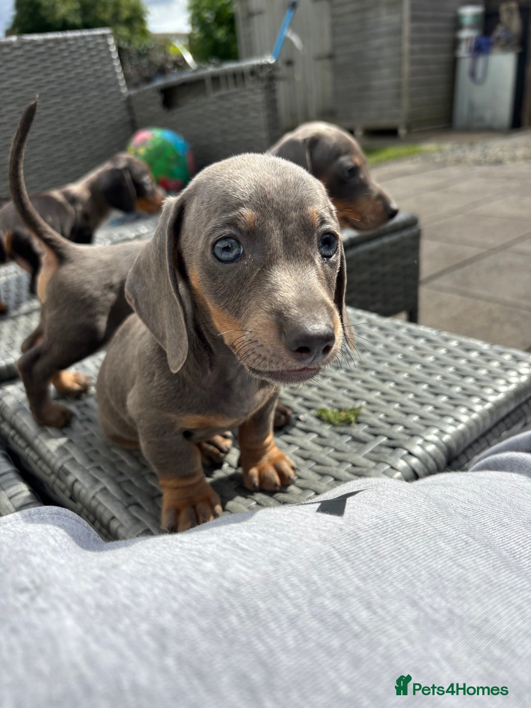Dachshund dogs for sale: Miniature dachshunds ready now 💗 - Image 24