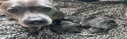 Staffordshire Bull Terrier dogs for sale: Blue Staffordshire bull terriers KC champion lines - Advert 1