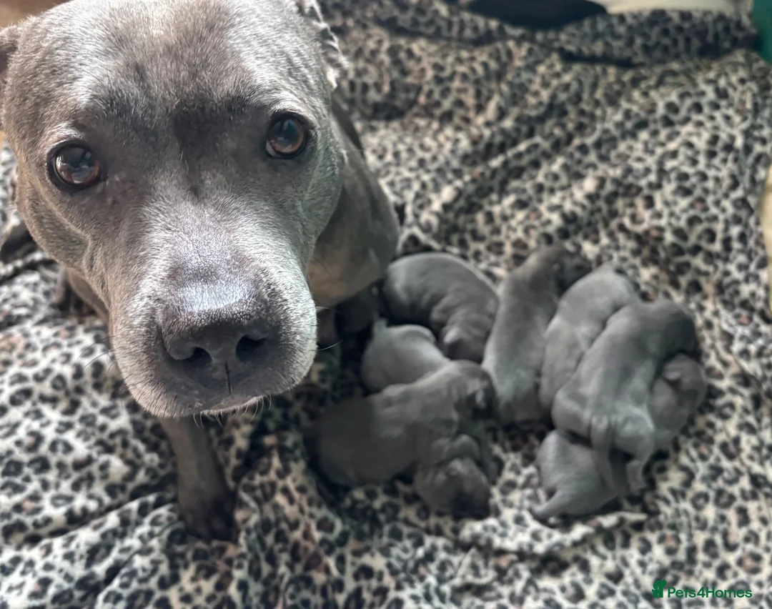 Staffordshire Bull Terrier dogs for sale: Blue Staffordshire bull terriers KC champion lines - Advert 1