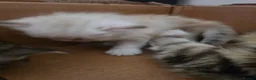 Siberian cats for sale: Pure gorgeous Siberian Kittens  - Advert 11