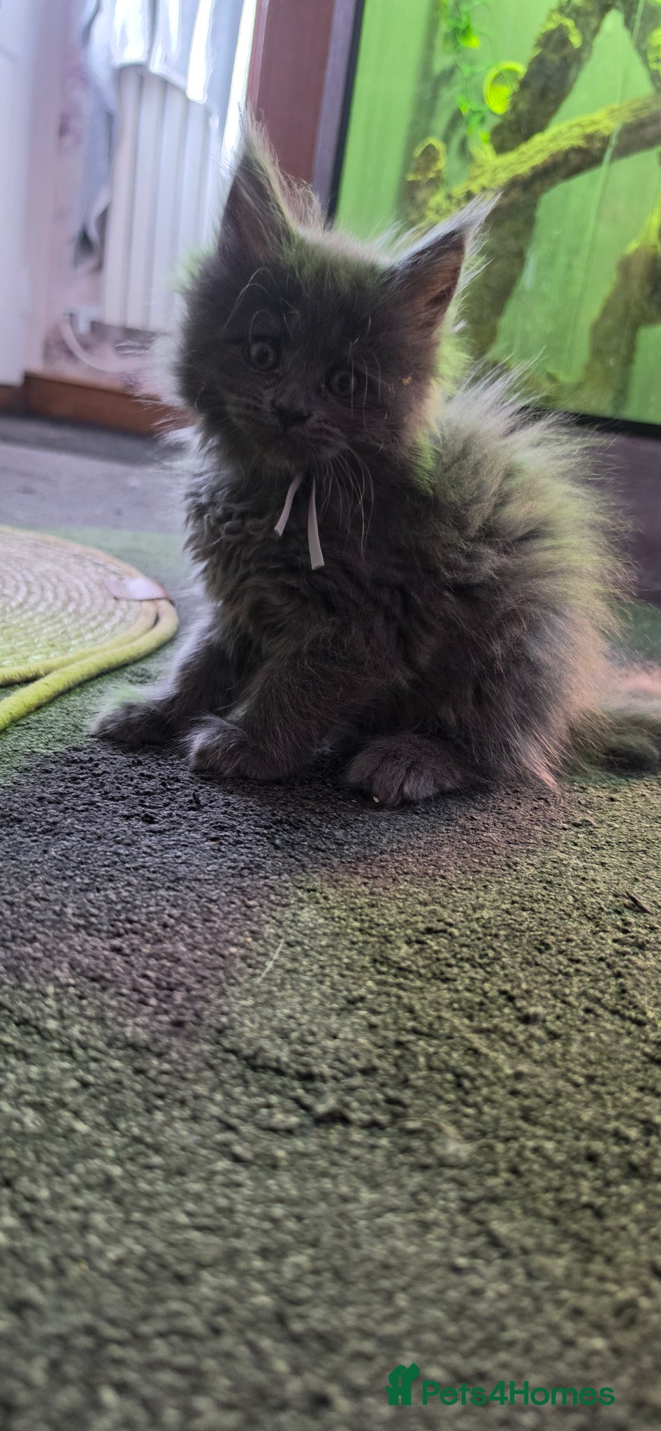 Maine Coon cats for sale: Maine coon Blue smoke kittens Sapphire Skies  - Advert 35