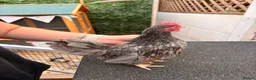 Chickens poultry for sale: Serama chicks and hatching eggs  - Advert 3