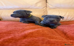 Staffordshire Bull Terrier dogs for sale: Gorgeous KC Reg/Health Tested Blue SBT Puppies - Image 5