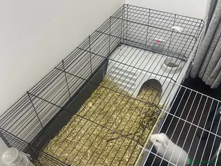New Zealand rabbits Female rabbit - Advert 11