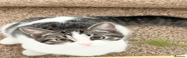Luna – Grey Tabby & White Odd-Eyed Girl