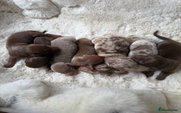 Miniature Dachshund dogs for sale: BEAUTIFUL MINIATURE DACHSHUND DAPPLE FEMALE K.C - Image 10