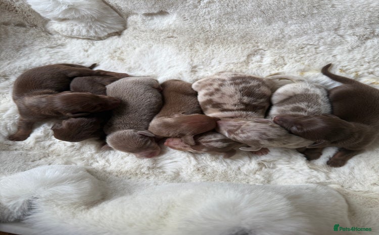 Miniature Dachshund dogs - Advert 11