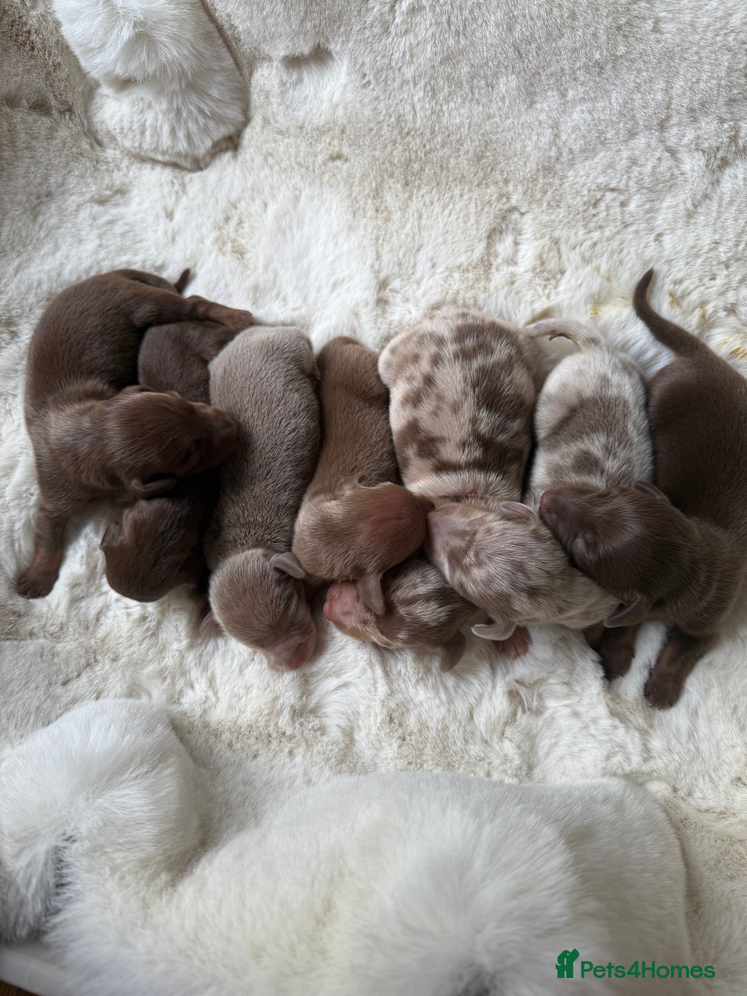 Miniature Dachshund dogs for sale: BEAUTIFUL MINIATURE DACHSHUND DAPPLE FEMALE K.C - Image 10