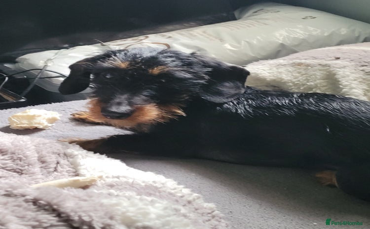 Dachshund dogs - Advert 1