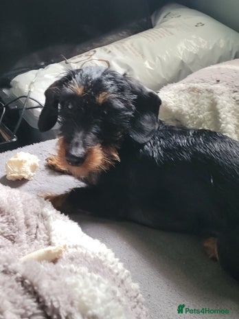 Dachshund dogs - Advert 1