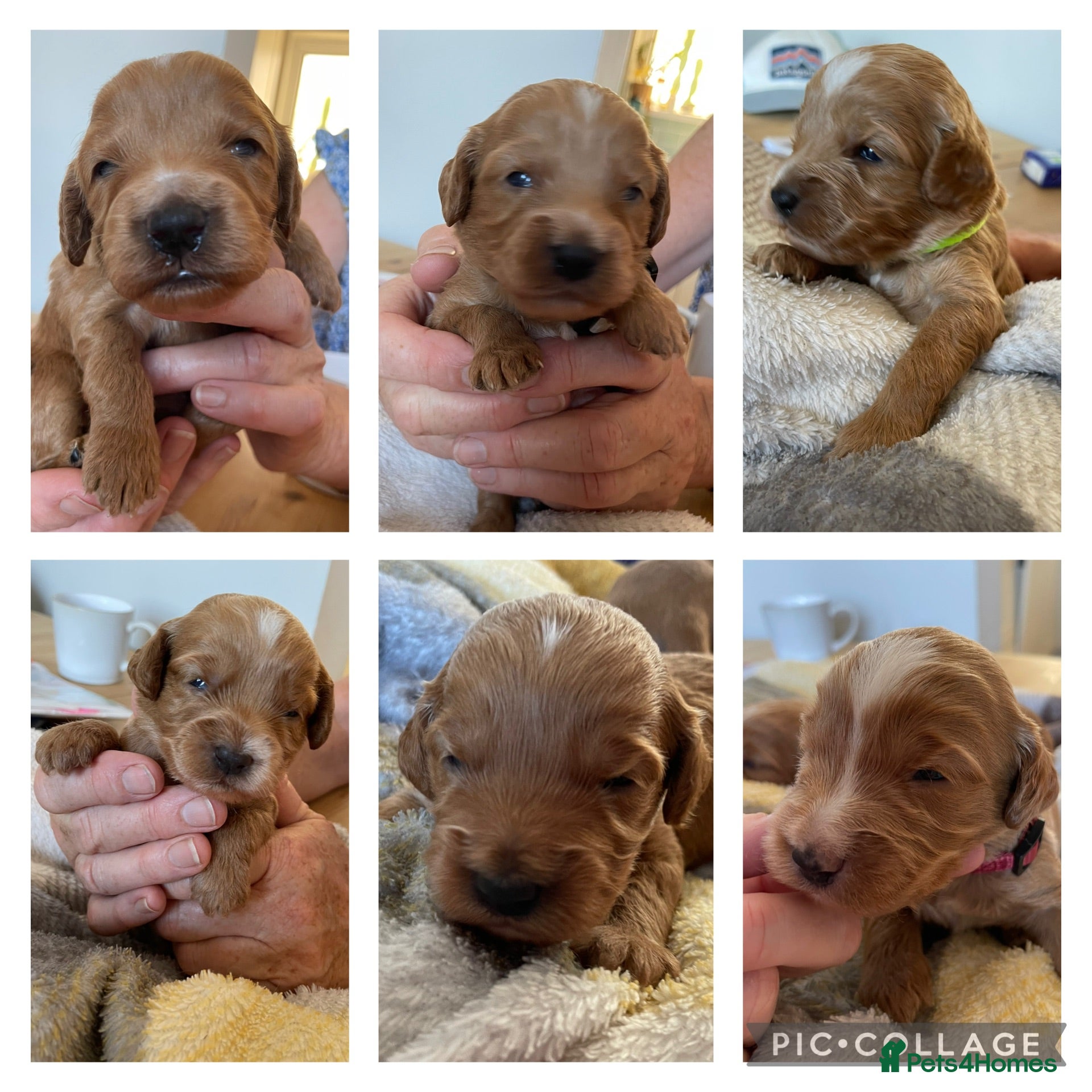 Cockapoo dogs Beautiful litter of cockapoos - Advert 5