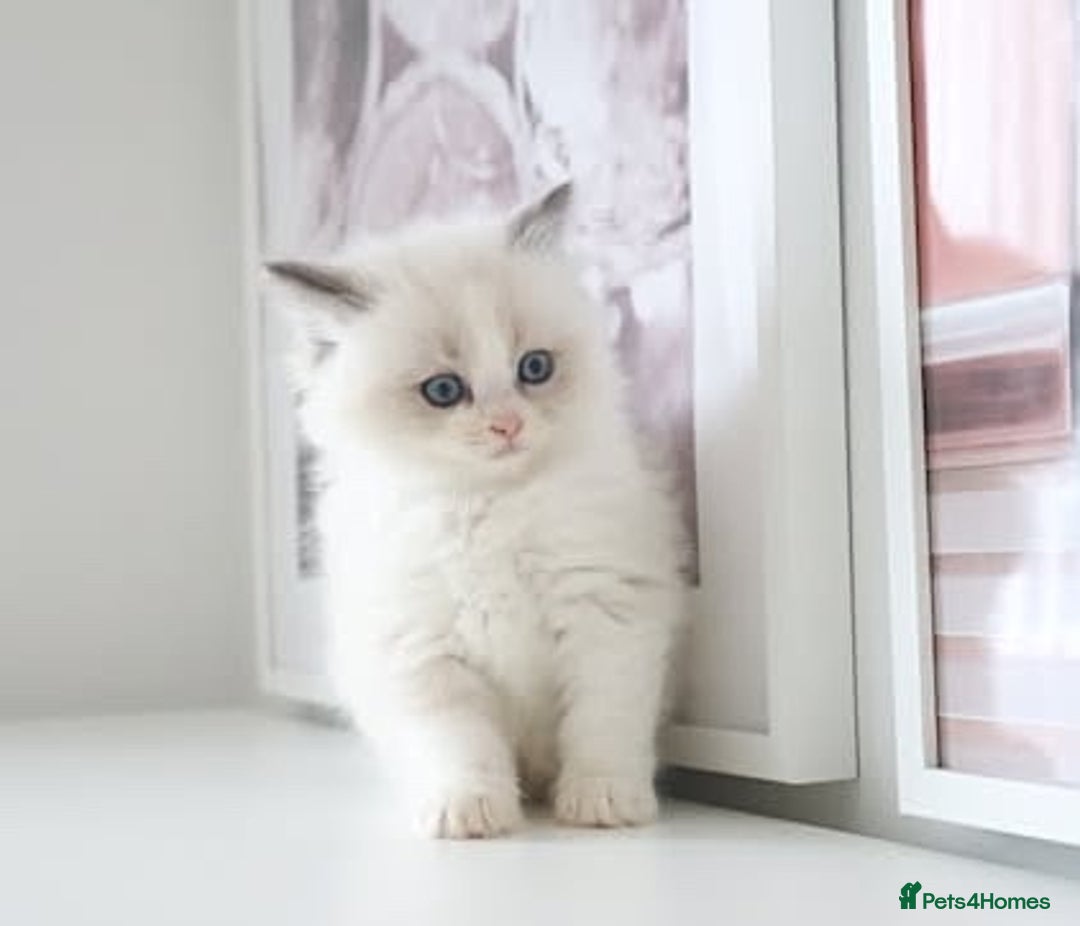 Ragdoll cats for sale: INDOOR FULL PEDIGREE RAGDOLL KITTENS - Advert 25