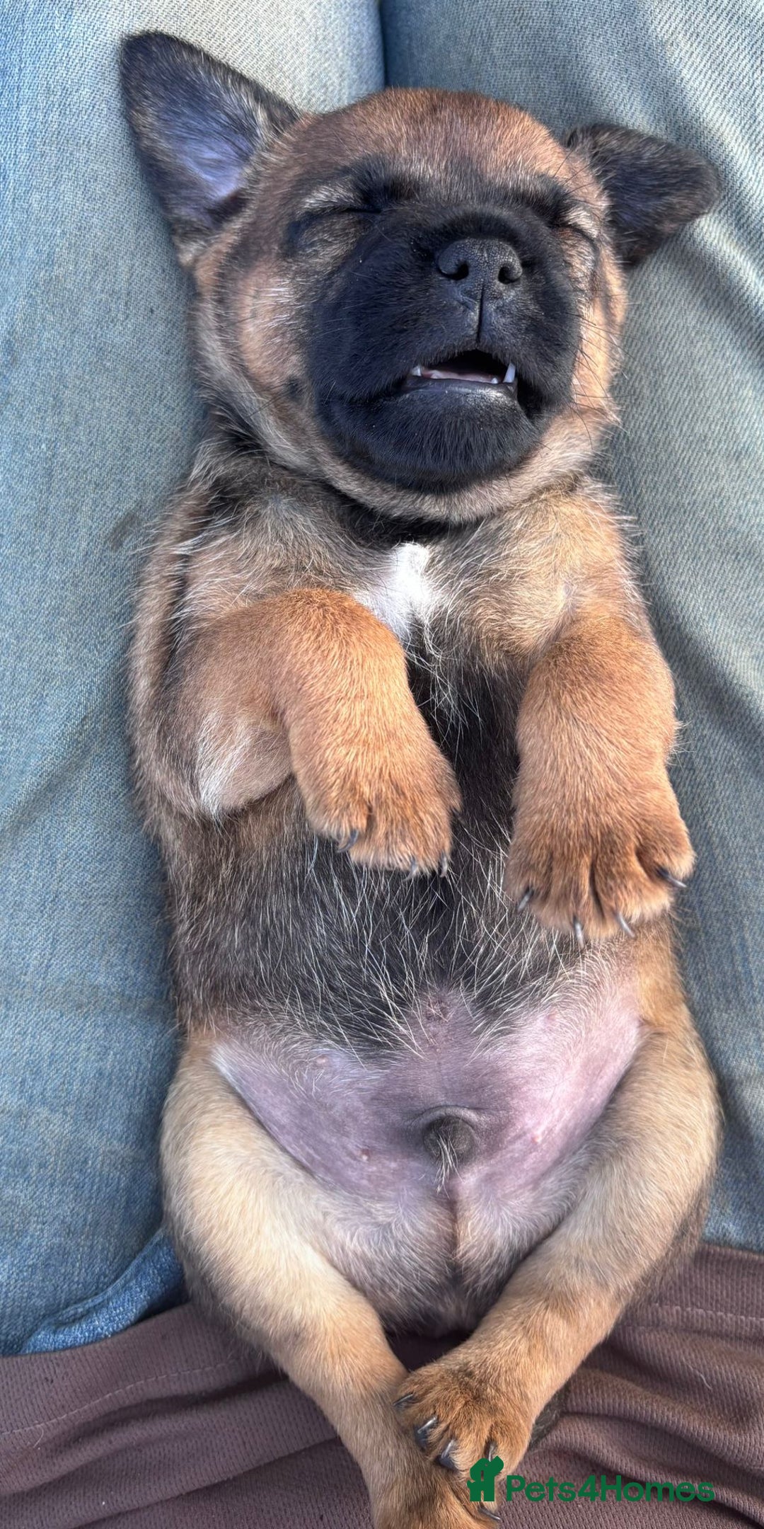 Border Terrier dogs for sale: Border Terrier Puppies  - Image 13