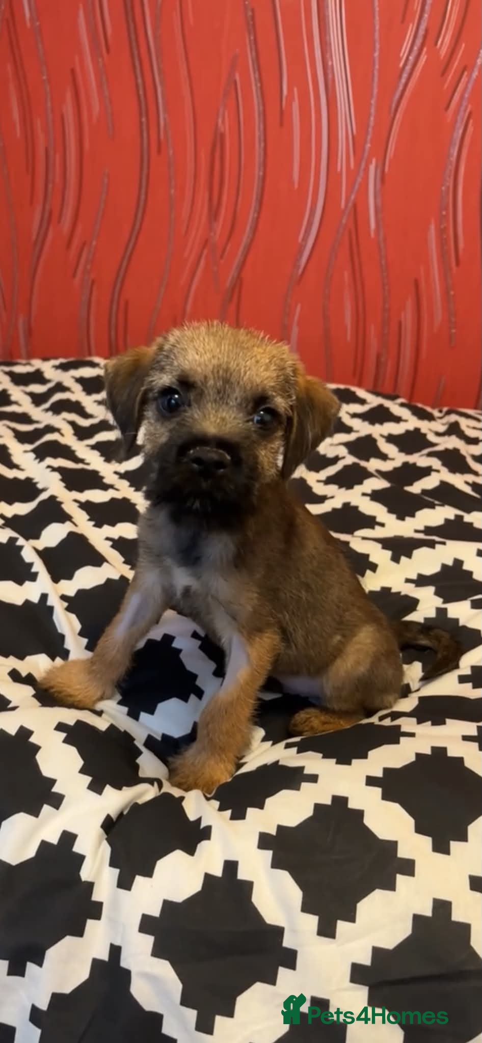 Border Terrier dogs Border Terrier Puppies (KC Registered)  - Advert 1