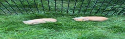 Guinea Pig rodents for sale: Male and Female Guinea pigs for sale  - Advert 4