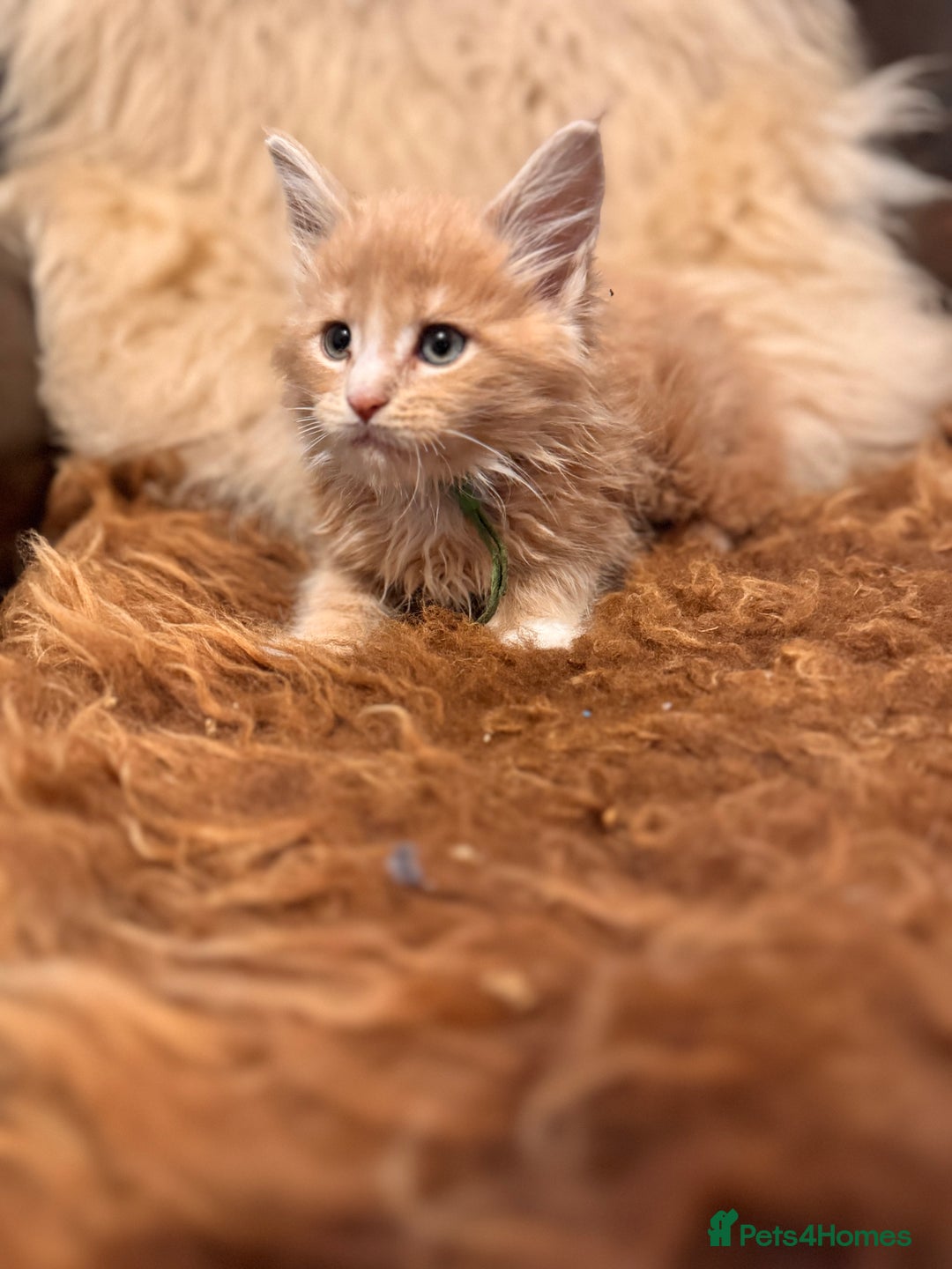 Maine Coon cats for sale:  TICA Registered Maine Coon Kittens- ready now  - Advert 11