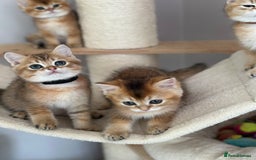 British Shorthair cats for sale: BSH Golden kittens  - Image 16