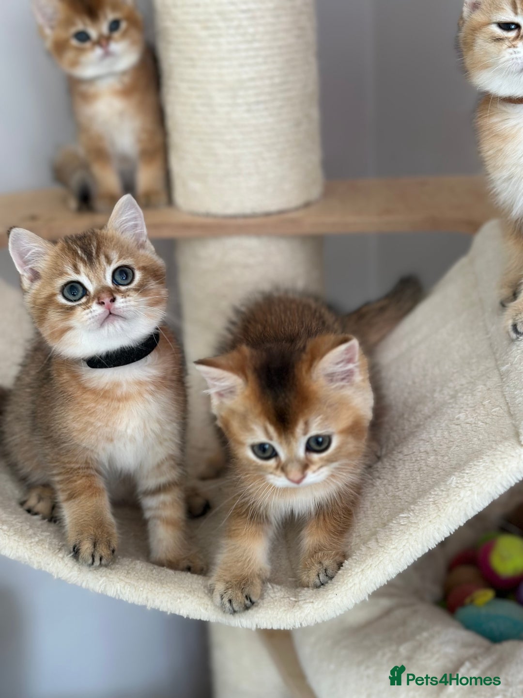 British Shorthair cats for sale: BSH Golden kittens  - Image 16