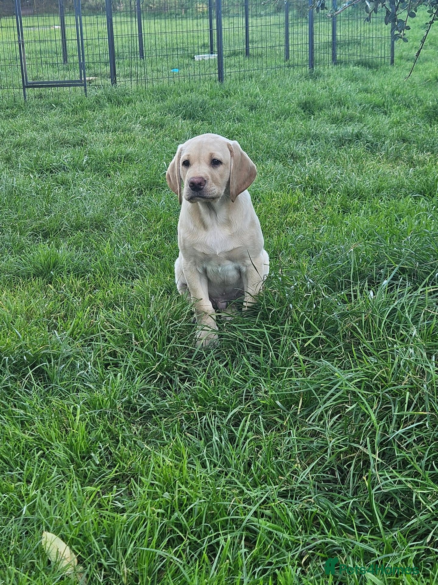 Labrador Retriever dogs for sale: Labrador Pups KC Reg from Health Tested Parents - Advert 6