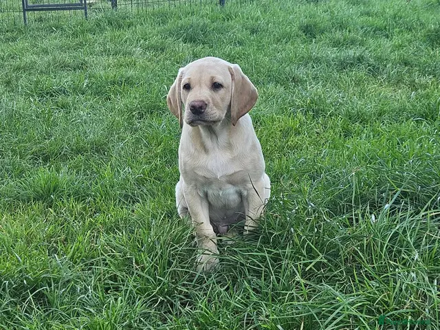 Labrador Retriever dogs for sale: Labrador Pups KC Reg from Health Tested Parents - Advert 6