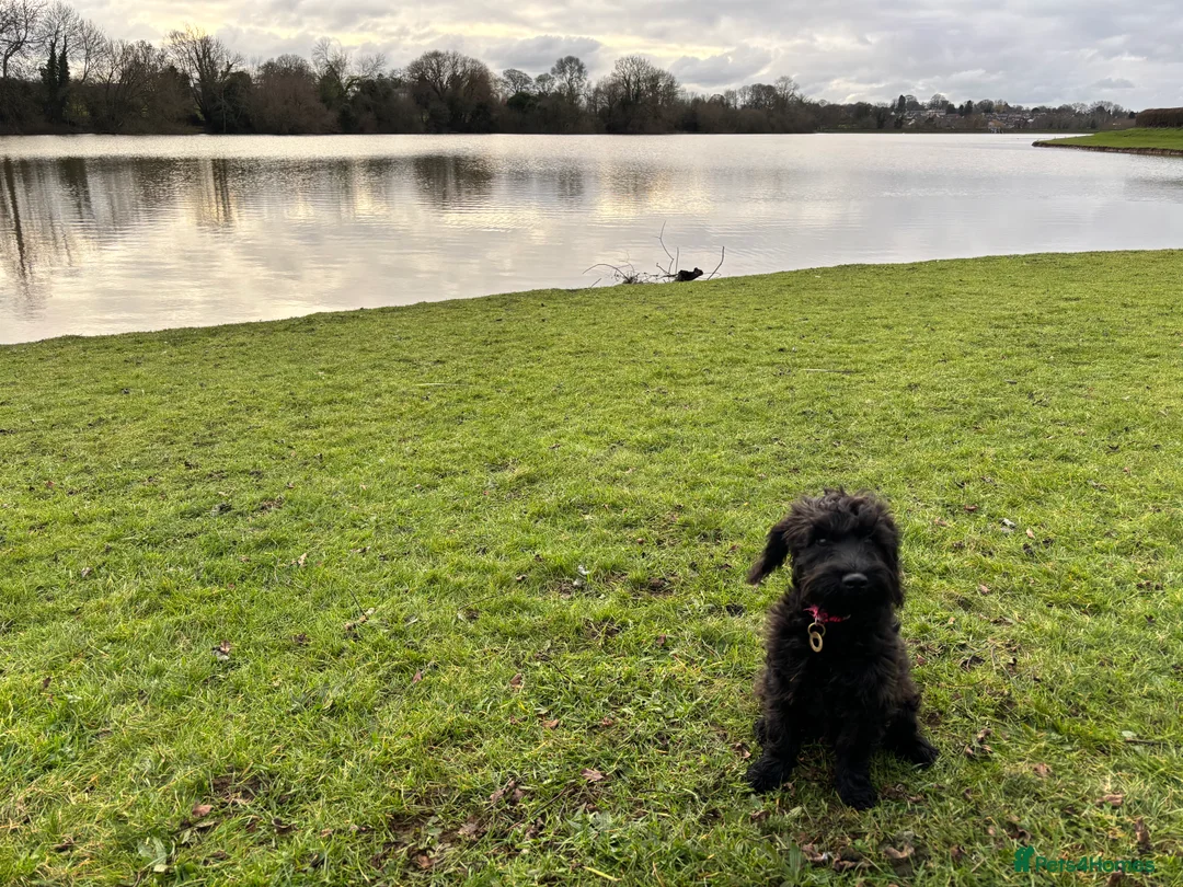 Schnoodle dogs for sale: Black Scnoodle - Maisy - Advert 3