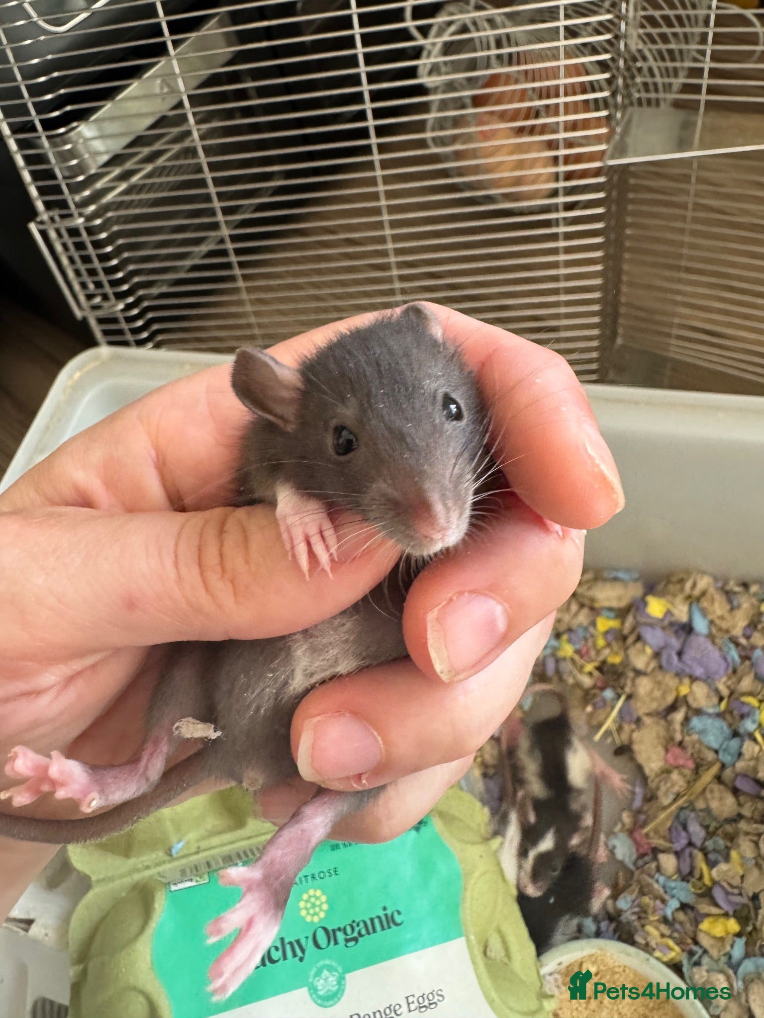 Rat rodents Last baby male dwarf rat - Advert 2