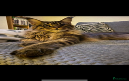Maine Coon cats for sale: Stunning Maine Coon kittens - Image 13