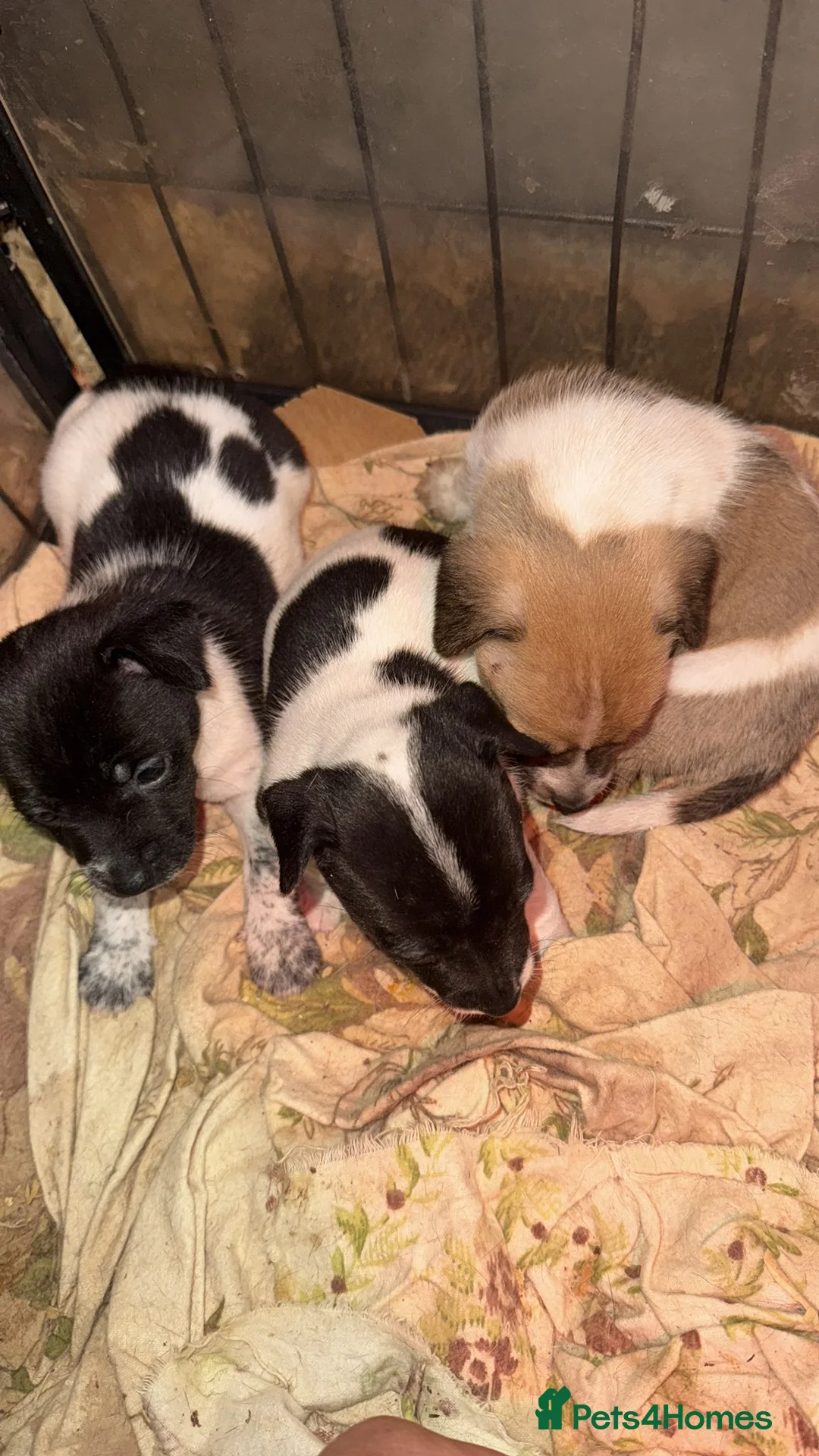 Jack Russell dogs for sale: Jack Russel puppies available  - Advert 1