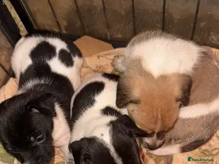 Jack Russell dogs Jack Russel puppies available - Advert 13