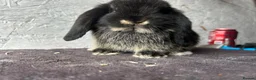 Mini Lop rabbits for sale: Mini lops - Advert 6