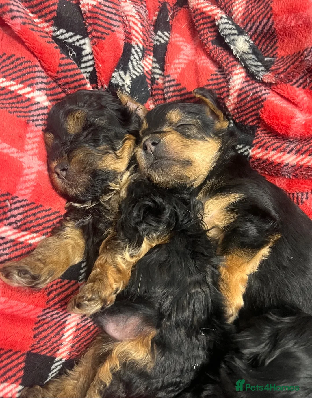 Yorkiepoo dogs for sale: Outstanding Yorkipoos F1 last 3 remaining - Advert 1
