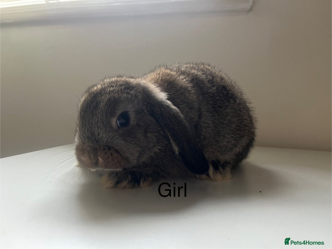 Mini Lop rabbits for sale: Mini lops available  - Advert 21