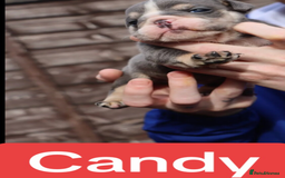 English Bulldog dogs for sale: DWKC STUNNING ENGLISH BULLDOGS. - Image 5