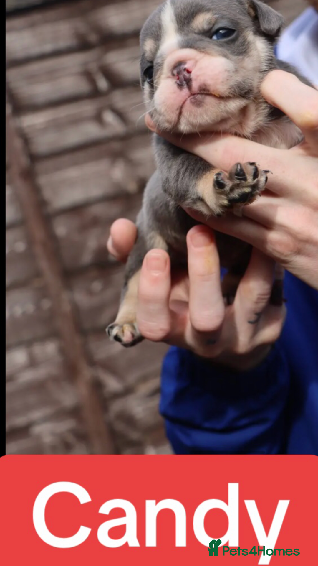 English Bulldog dogs for sale: DWKC STUNNING ENGLISH BULLDOGS. - Image 5