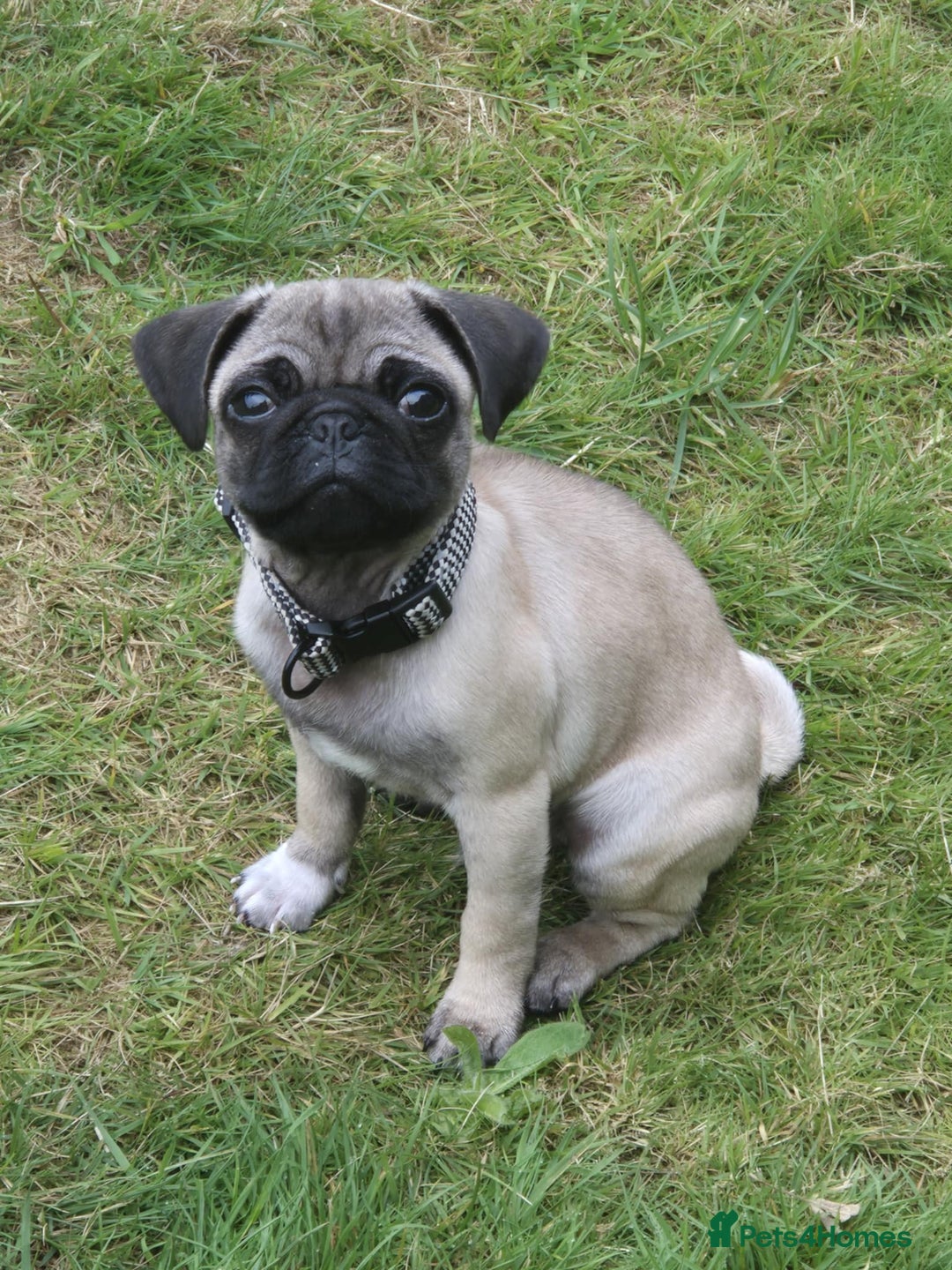 Pug dogs for sale: Pug puppy - Image 4