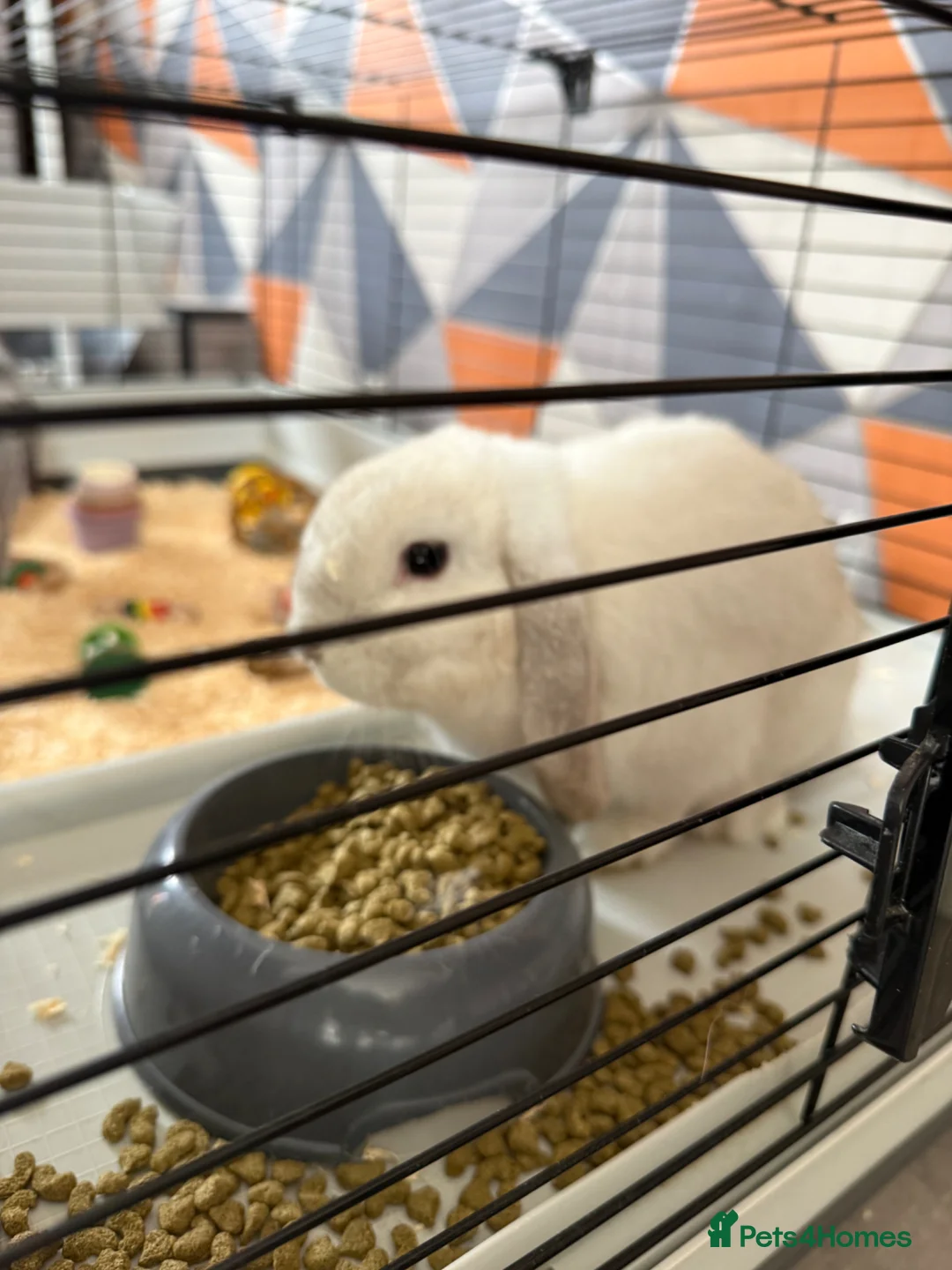 Mini Lop rabbits for sale: 2 male mini lops 6 month old  in Leeds - Advert 2