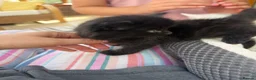 Mixed Breed cats for sale: Fluffy kittens looking for forever home - Advert 7