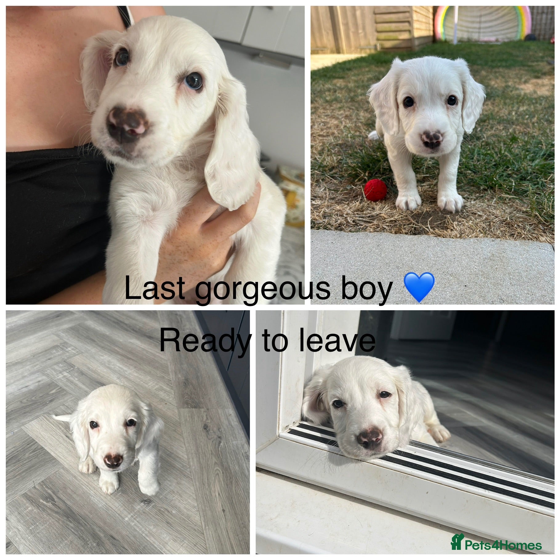 Sprocker dogs ✨Last white boy ready to Leave!✨Sprocker Spaniels✨ - Advert 9