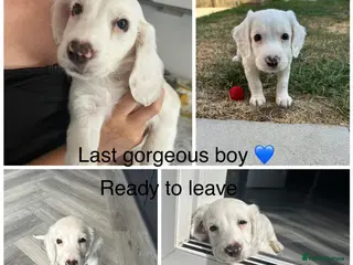 Sprocker dogs ✨Last white boy ready to Leave!✨Sprocker Spaniels✨ - Advert 9